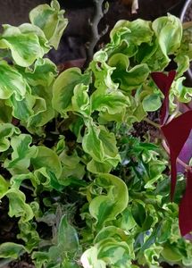 Curly Pink Plant