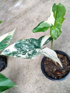 Assorted Plants