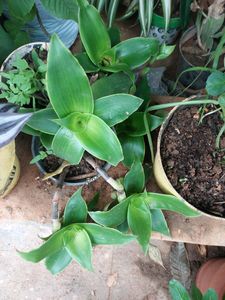 4  Combo Hanging Plants