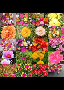 Beautiful rose moss flowesrs