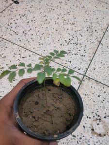 Curry Tree Or Meethi Neem Small Sapling