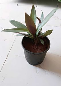 Rhoeo/ Boat lily plant