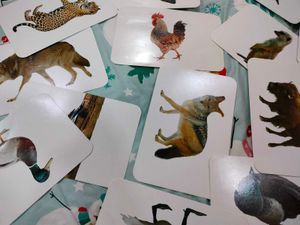Animals / Birds Cards Toys