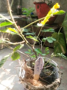 Touch Me Not Is Called ( Chui-Mui ) Plant