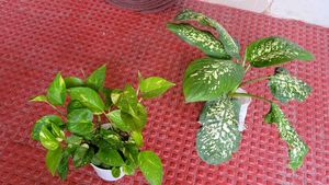 Evergreen Money &amp;.Dieffenbachia Seguine Plant &amp;Pot