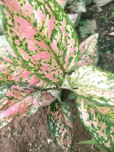 Aglaonema Boxer Big Size  Beautyful Plant