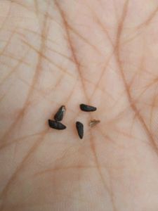 Tarulata  Plant Or Seeds