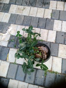 10 Live Root Plants
