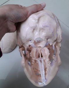 Human POP Skull (For Medical 1st Years)!!👍