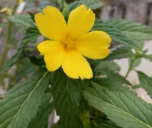 4 RunYellow Flowering Seeds Combo
