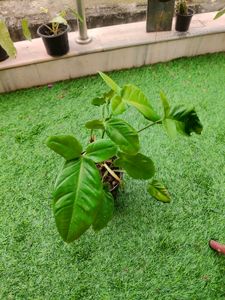 Syngonium Trileaf Wonder