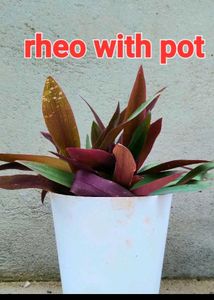 Rheo Plant With Pot Live