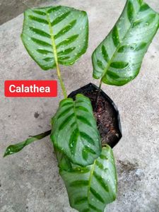 Mix Plants Combo Offer