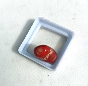 Real Red Coral