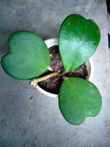 Hoya Heart 3 Leafs