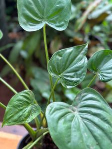 10 Live Root Plants