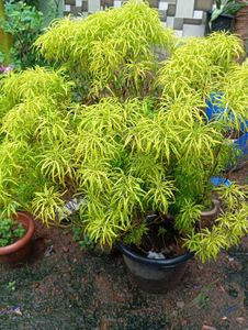 Aralia Plant
