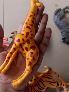 Animals
