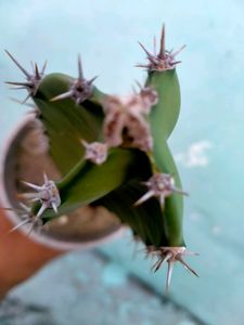 Fairy Castle Cactus
