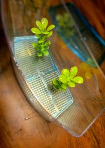 Small Beta Fish Tank