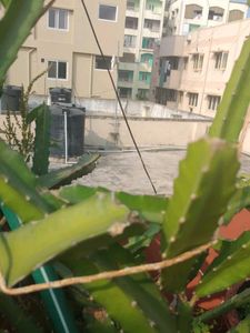 Red Dragon Fruit Plant cuttings