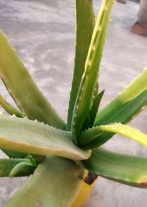 Aloevera Plant