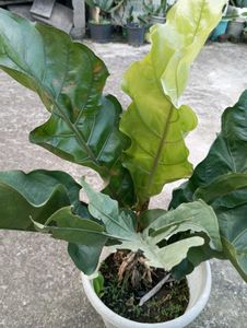 Antherium Hookeri