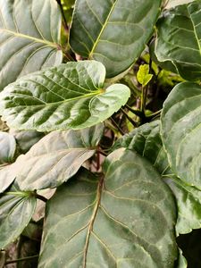 Polyscias scutellaria (Aralia) with pot