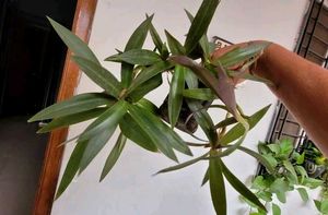 Set 2 Moses In The Cardle &amp; Pandanus veitchiiPlant