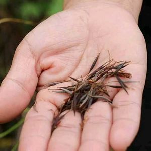 Orange Cosmos Flower Seeds 🧡
