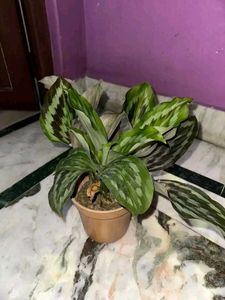 2 Peacock Ginger Bulbs (Kaempferia Rotunda)