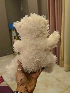 Cute White Teddy Bear