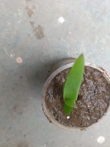 fresh organic aelovera plants