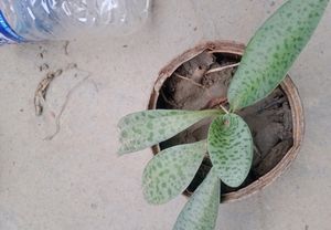 Plant