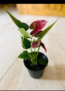 Anthuriam plant
