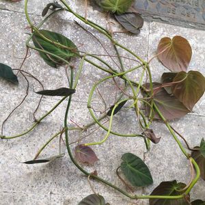 Copper Color Shading Money Plant&#39;s Cuttings