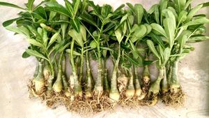 Adenium Live Plant