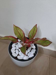 Dieffenbachia Plant