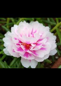 Beautiful rose moss flowesrs