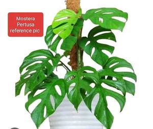 Mixed Indoor Plants