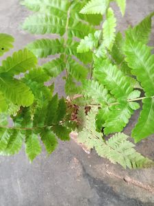 Fern Plant