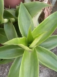 Basket Plant