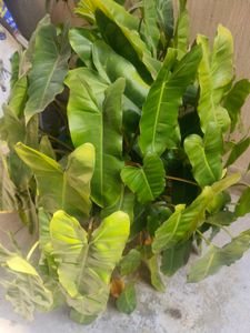Philodendron Plant