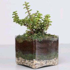 JADE PLANT CUTTINGS PACK OF 2.
