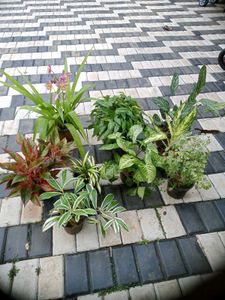 10 Live Root Plants