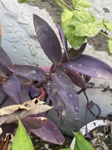 Purple Turle + Singonium Plant Cutting With Routes