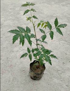 Neem Plant