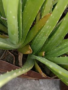 Aloe Plant