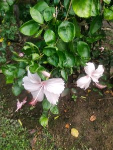 Beautyful 2 Color Of Hibiscus Flower Cutting Available