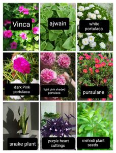 Plants And Seeds Combo Of 12